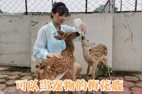 可以当宠物的梅花鹿，像小狗一样听话粘人，表示喜欢会亲你太萌了视频封面