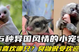 有人把臭鼬当宠物！来看一下10种异国风情的最小的宠物开开眼界！