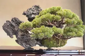 盆景无国界，国外的盆景佳作，“无价之宝”活的艺术品，爱不释手视频封面