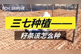 三七种植之籽条栽种的操作方法！视频封面