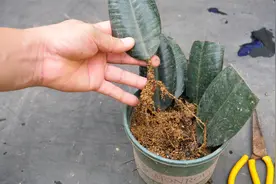 有花友说：用橡皮树叶片扦插只长根不发芽，果真是这样吗？视频封面