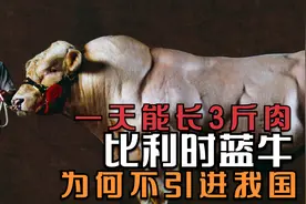 比利时蓝牛一天能长3斤肉，为什么不引进我国呢？视频封面