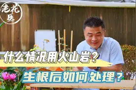 什么样的情况用火山岩？火山岩生根后如何处理？养花必懂小知识！视频封面