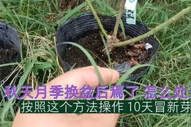 秋天月季换盆后焉了，怎么处理？按照这个方法操作，10天冒新芽视频封面