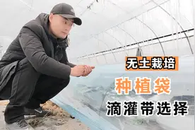 无土栽培选用哪种袋子？哪种滴管最好？专家直言，选错尺寸会吃亏视频封面