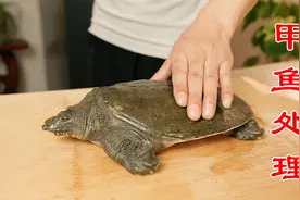正确的甲鱼宰杀和处理方法，哪些内脏能吃？哪些不能吃？有讲究