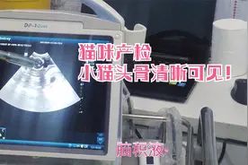 医生在给猫咪做孕检时看到小猫的心跳太有劲了，头骨都是清晰可见