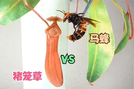 猪笼草这个小花，看见挺可爱的，其实它是个肉食性植物视频封面