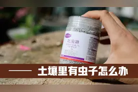 养花土壤里有虫子，应该用什么药？园艺师教你，撒点吡虫啉就可以视频封面