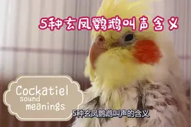 【玄凤科普】5种玄凤鹦鹉叫声的含义，有你熟悉的视频封面
