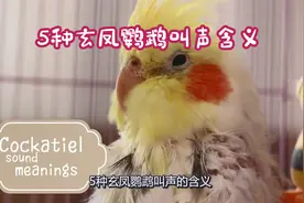 【玄凤科普】5种玄凤鹦鹉叫声的含义，有你熟悉的视频封面