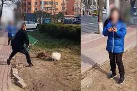 “赶紧还我”安阳一女子遛狗不栓绳，执法人员用网逮走获网友点赞视频封面