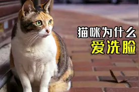 你知道猫咪为什么爱洗脸吗？视频封面