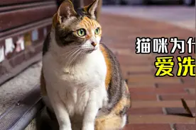 你知道猫咪为什么爱洗脸吗？视频封面