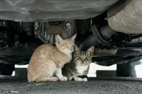 如何防止小猫钻进发动机舱？