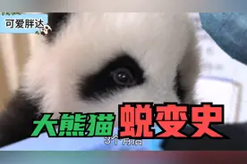 熊猫宝宝蜕变发育史：有熊猫的话先别扔，先养养看！