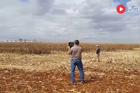 玉米收割作业效率竞赛，迪尔S660、凯斯6140和克拉斯470等