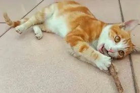 小橘猫第一次吃猫薄荷，兴奋到满地打滚，真是醉了！