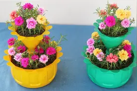 回收塑料瓶，然后制作两层花盆种植马齿苋苔藓玫瑰！