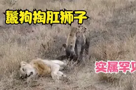 非洲二哥鬣狗掏肛狮子，草原霸主就此陨落，场面真是太震撼了视频封面