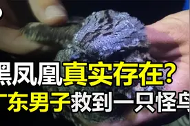 黑凤凰真的存在？广东男子河中救起“红眼怪鸟”，头像蛇尾巴像鱼视频封面