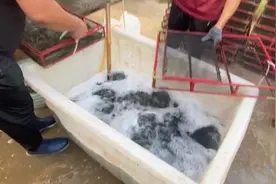 进入腊月，养殖活虾遇到最低价，3点原因和2条应对方法视频封面