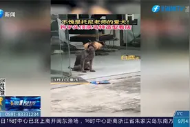 理发店小狗头顶杀马特造型看门，网友：不愧是托尼老师的爱犬！