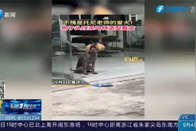 理发店小狗头顶杀马特造型看门，网友：不愧是托尼老师的爱犬！视频封面