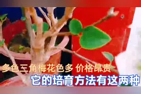 多色三角梅花色多，价格昂贵，它的培育方法有这两种视频封面