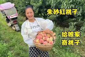 村里的朱砂红桃熟了，媳妇去桃园摘一筐，给娘家寄过去尝尝鲜视频封面