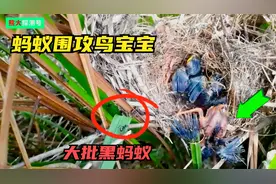 鸟妈努力养大鸟宝宝，不幸却遇大批黑蚂蚁袭击，它们能存活下来吗视频封面