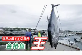 蓝鳍金枪鱼 鱼中劳斯莱斯，一公斤18万元！几口就能吃到你破产！视频封面
