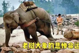 这就是老挝的象奴：像机器一样拉木头，一边哀嚎一边前行！记录片视频封面