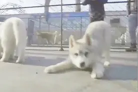 农博士：饲养哈士奇幼犬消化能力弱，要定时投喂，不要随便喂零食