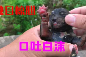 紧急救助！如何救活浑身是蛆 命在旦夕的小奶狗视频封面