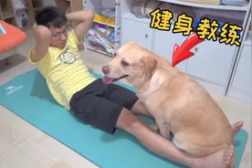 养大型犬，月瘦20斤成为可能，腹肌是笑出来的！视频封面