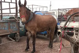 马、骡子、驴，很多人傻傻分不清，它们之间区别到底在哪里？