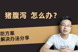 冬至过后，猪场腹泻进入高发期，老兽医分享经典解决方案视频封面