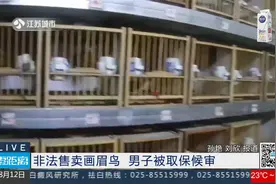 零距离813江苏：画眉、鹩哥这些鸟现在都是保护动物视频封面