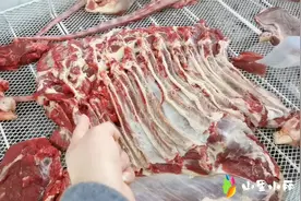 甘南现杀驴肉43，驴马肉包蒸饺吃不出区别，肉质做对比一目了然视频封面