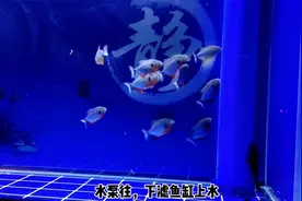 为什么底滤鱼缸关掉过滤后，杂质会回流？上滤鱼缸也是如此