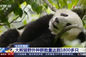 生态环境部：大熊猫野外种群数量达到1800多只视频封面
