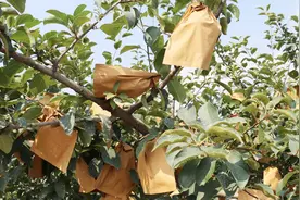 苹果卸袋要视天气而定？注意啦：阴雨天和晴天的除袋时间不一样！视频封面