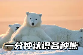 一分钟认识各种大熊熊，你见过几个