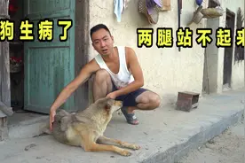 狗狗生病了，两腿站不起了，知道什么原因的兄弟们赶紧告诉我视频封面
