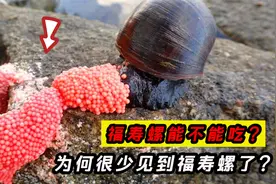 福寿螺能不能吃？曾经泛滥成灾的福寿螺，为何现在很少见了？视频封面