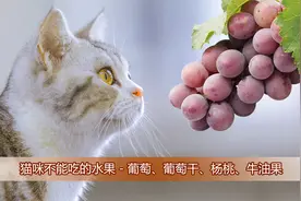 猫咪不能吃的水果 - 葡萄、葡萄干、杨桃、牛油果