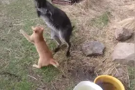 猫咪遇见袋鼠，上去就是一个锁喉，猫：带鼠字的都归我管视频封面