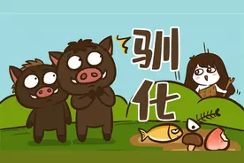 猪是如何被人类给驯化的？视频封面