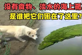 荒无人烟远离大陆的小岛，2条狗为何出现在这里？该不该救助它们